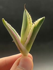 [ shining ..] succulent plant agave snagru toe s a little over . finest quality beautiful stock 1