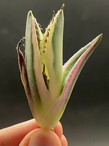 [ shining ..] succulent plant agave snagru toe s a little over . finest quality beautiful stock 2