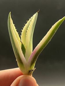 [ shining ..] succulent plant agave snagru toe s a little over . finest quality beautiful stock 3