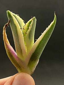 [ shining ..] succulent plant agave snagru toe s a little over . finest quality beautiful stock 10