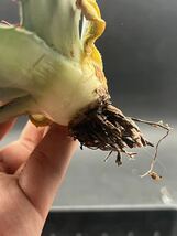 【輝泊園】多肉植物アガベ パリー　ホーチエンシス　極上斑　斑入り　吉祥天錦　4_画像8