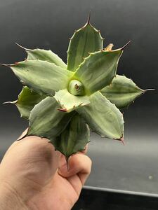 [ shining ..] succulent plant agave Paris - horn changer sis finest quality .. entering .. heaven .10