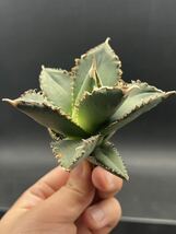 【輝泊園】多肉植物　アガベ チタノタ　狼人　強棘 特選 MAXAGAVE 珍しい　希少株　7_画像2