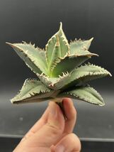 【輝泊園】多肉植物　アガベ チタノタ　狼人　強棘 特選 MAXAGAVE 珍しい　希少株　8_画像7