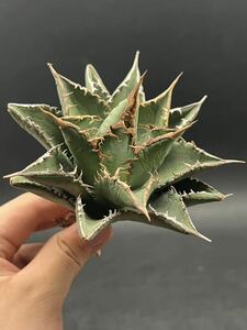 [ shining ..] succulent plant agave chitanota sea . a little over . super good type stock special selection MAXAGAVE unusual super large stock parent stock 2