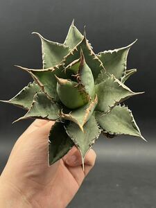 【輝泊園】多肉植物　アガベ チタノタ　海王　強棘 超良型株　特選 MAXAGAVE 珍しい　超大株　親株 4