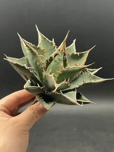 [ shining ..] succulent plant agave chitanota sea . a little over . super good type stock special selection MAXAGAVE unusual super large stock parent stock 6