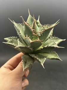 【輝泊園】多肉植物　アガベ チタノタ　海王　強棘 超良型株　特選 MAXAGAVE 珍しい　超大株　親株 8