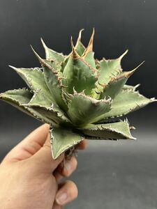 【輝泊園】多肉植物　アガベ チタノタ　海王　強棘 超良型株　特選 MAXAGAVE 珍しい　超大株　親株 10