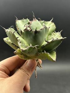 【輝泊園】多肉植物　アガベ チタノタ　黒鯨　強棘 超良型株　特選 MAXAGAVE 珍しい　超大株　親株 5