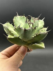 【輝泊園】多肉植物　アガベ チタノタ　黒鯨　強棘 超良型株　特選 MAXAGAVE 珍しい　超大株　親株 7