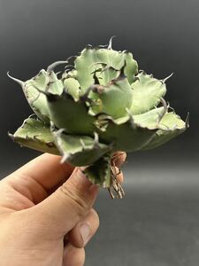 [ shining ..] succulent plant agave chitanota black . a little over . super good type stock special selection MAXAGAVE unusual super large stock parent stock 9