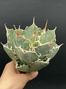 [ shining ..] succulent plant agave chitanota white . a little over . super good type stock special selection MAXAGAVE unusual super large stock parent stock 6