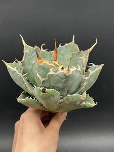 [ shining ..] succulent plant agave chitanota white . a little over . super good type stock special selection MAXAGAVE unusual super large stock parent stock 8