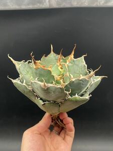 【輝泊園】多肉植物　アガベ チタノタ　白鯨　強棘 超良型株　特選 MAXAGAVE 珍しい　超大株　親株 10