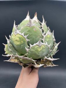 [ shining ..] succulent plant agave chitanota Spain import a little over . special ball type super good type stock special selection MAXAGAVE special condition 3