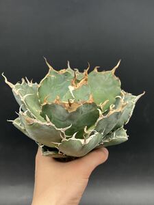 [ shining ..] succulent plant agave chitanota white . a little over . super good type stock special selection MAXAGAVE unusual super large stock parent stock 11