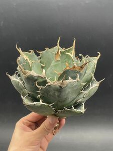 【輝泊園】多肉植物　アガベ チタノタ　白鯨　強棘 超良型株　特選 MAXAGAVE 珍しい　超大株　親株 1