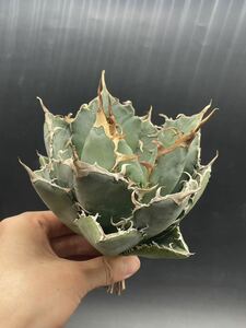 【輝泊園】多肉植物　アガベ チタノタ　白鯨　強棘 超良型株　特選 MAXAGAVE 珍しい　超大株　親株 3