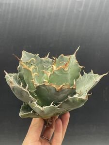 【輝泊園】多肉植物　アガベ チタノタ　白鯨　強棘 超良型株　特選 MAXAGAVE 珍しい　超大株　親株 5