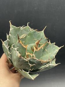 【輝泊園】多肉植物　アガベ チタノタ　白鯨　強棘 超良型株　特選 MAXAGAVE 珍しい　超大株　親株 9