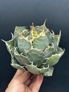 【輝泊園】多肉植物　アガベ チタノタ　白鯨　強棘 超良型株　特選 MAXAGAVE 珍しい　超大株　親株 1