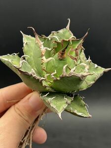 [ блестящий ..] агава суккулентное растение [ специальный отбор ]chitanotasi- The - чуть более .3
