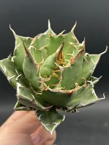 [ shining ..] agave [ special selection ] succulent plant chitanota. nail a little over . finest quality beautiful stock super large stock 1