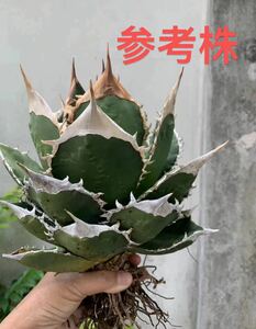 [ блестящий ..] суккулентное растение chitanotaSHIRASAWA высококлассный АО первоклассный пила зуб чуть более . первоклассный прекрасный АО подлинный товар гарантия ②