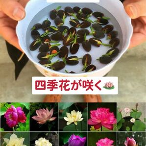 ミニハスの種　茶碗蓮　蓮子の種　ハスの種　混色　屋内外植付け可能　10粒入り　超お得な値段設定