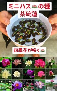 ミニハスの種　茶碗蓮　蓮子の種　ハスの種　混色　屋内外植付け可能　10粒入り　超お得な値段設定