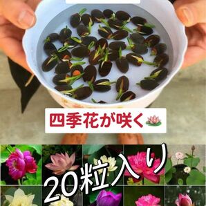 ミニハスの種　茶碗蓮　蓮子の種　ハスの種　混色　屋内外植付け可能　20粒入り　超お得な値段設定