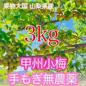 山梨県産 甲州小梅 小梅 青梅 3kg 無農薬栽培 手もぎ収穫 お値下げしました！