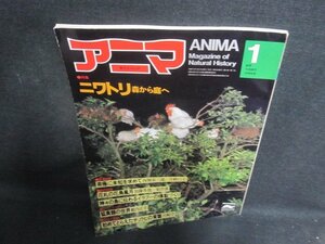 anima1981.1 chicken forest from garden . sunburn have /UER