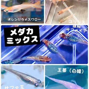 メダカ ミックスメダカの卵　有精卵25個＋α