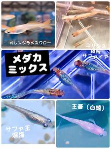 メダカ　 ミックスメダカの卵　有精卵25個＋ α