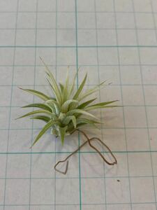 チランジア イオナンタ アルボマージナータ tillandsia 