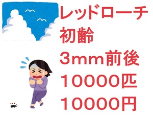 レッドローチ 初齢 ３ｍｍ前後 　１００００匹　 １００００円