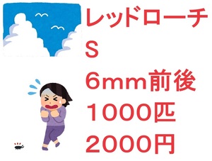 レッドローチ　S　６ｍｍ前後　１０００匹　２０００円