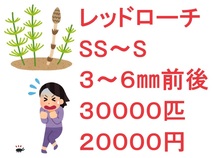 レッドローチ SS～S ３～６㎜前後 ３００００匹 ２００００円_画像1