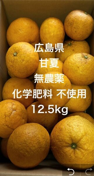 広島県 瀬戸内 無農薬 農薬不使用 家庭用 甘夏 甘夏みかん 柑橘 広島県産 約12.5kg 見た目 訳あり あまなつ