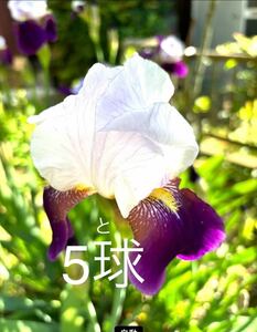 german Iris белый . фиолетовый 5 лампочка 