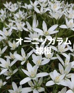 オーニソガラム　花の球根　50球