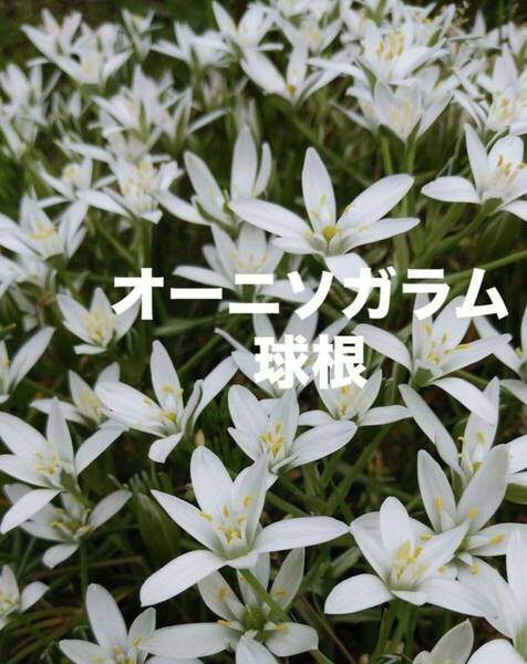 オーニソガラム　花の球根　50球以上