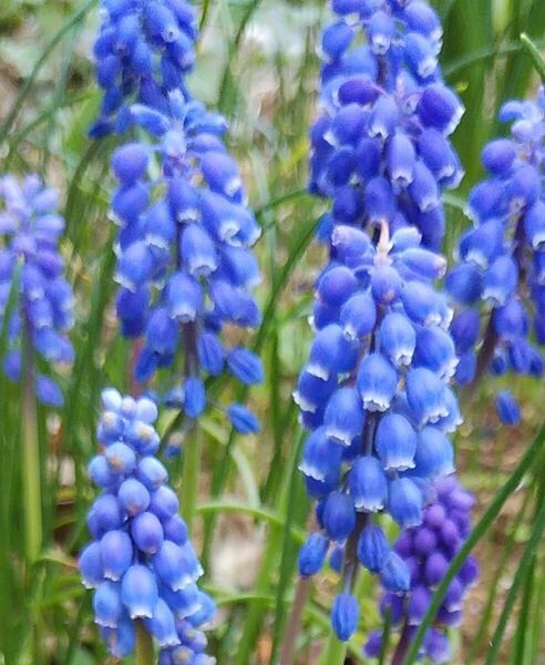 ムスカリ　青紫　花の球根　50球