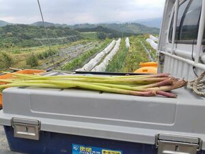 ふき 愛媛県内子町産