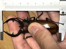 【特大・即ブリ】中之島産トカラノコギリクワガタ　♂73ｍｍ・♀39ｍｍ・♀38ｍｍ　トリオ_画像2