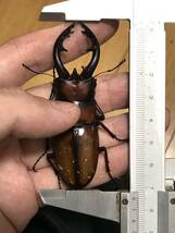 【特大・即ブリ】中之島産トカラノコギリクワガタ　♂74ｍｍ・♀40ｍｍ・♀40ｍｍ　トリオ_画像2