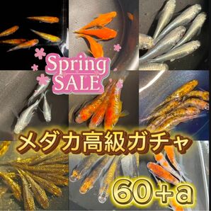 【高級めだかガチャ】大人気!有精卵 60+a ユリシス 王華 月華 モルフォ 琥珀ラメ 紅帝ダルマ マリアージュ レクリス 