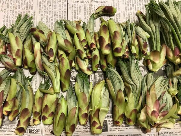 【予約】信州産　天然山菜あくだら（ハリギリ）350グラム以上詰め合わせ　長野県産